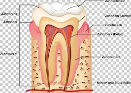 Human Tooth Dental Anatomy Human Anatomy Png Clipart Anatomy Angle Dental Anatomy Dentistry Ear Free Png