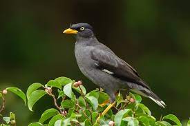 Javan Myna Wikipedia