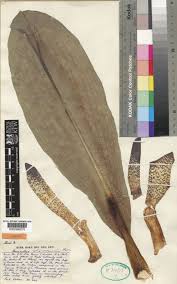 Image result for Scadoxus pole-evansii