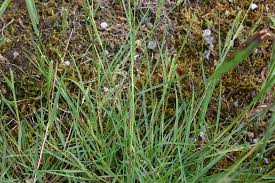 Image result for Setaria kagerensis