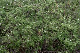 Image result for Dolichandrone alba