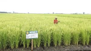 Bisa dikatakan bahwa padi merupakan sumber kehidupan. Petani Padi Gelisah Terbitnya Data Baru Produksi Beras Metode Kerangka Sampling Area Tribunnews Com Mobile