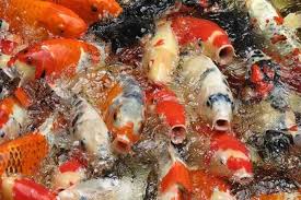 Wadah budidaya yang sering digunakan untuk ikan hias adalah akuarium, kolam bak semen, kolam terpal/plastik, bak fiber glass dengan ukuran yang beragam. Sukses Dan Berhasil Berkat Budidaya Ikan Koi Artikel Pertanian Terbaru Berita Pertanian Terbaru