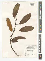 Image result for Pouteria adolfi-friederici