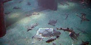 Check spelling or type a new query. Newport Online Live Webcams