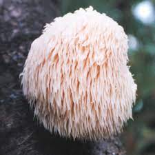 Lion's mane mushrooms may offer some health benefits, such as reducing inflammation, boosting immune function, and improving cognitive health. Mushroom Plugs Lion S Mane Mushrooms 30 Spawn Plugs Dobies