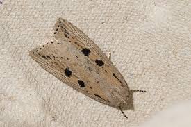 Image result for Chilodes maritima