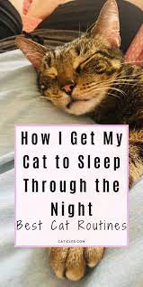 Cat Rituals That Stop Your Cat From Waking You At 3 Am In 2021 Cat Essentials Cat Sleeping Sleeping Kitten