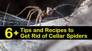 Signs and symptoms of a black widow spider bite may include: 6 Tips And Recipes To Get Rid Of Cellar Spiders