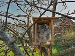 We Built A Treehouse For The Cats Cats