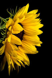 Aesthetic Black And Yellow Flowers Aesthetic Background Yellow Sunflower Aesthetic Aestheticallypleasing Chillvibes In 2020 Flowers Black Background Sunflower Photography Sunflower Photo