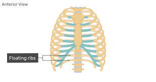 The vertebral attachment of rib 1 can be found just below the neck and found above the level of the clavicle. Structure Of The Ribcage And Ribs