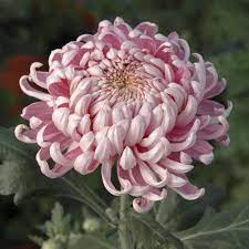 Chrysanthemum Pink Allouise Chrysanthemum Flower Chrysanthemum Plant Beautiful Flowers