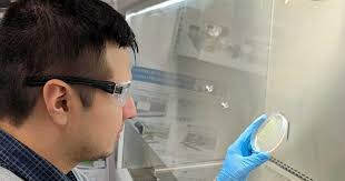 Researchers find new wheat disease