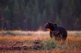 Free download new latest white bear hd desktop wallpapers background, most download wide computer images in 1080p resolutions, best popular photos and pictures. Autumn Forest Edges Bear Wallpaper 1800x1183 766508 Wallpaperup