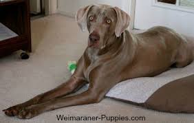 If you're going to be travelling with your dog over long distances, make a habit of stopping every couple of. Travel With Dog Just Got Easier Weimaraner Puppies And Dogs