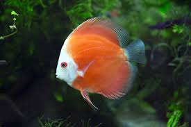 How Many Discus Fish Can Be In A Tank - Hygger