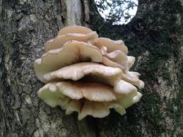 Image result for Casearia gladiiformis