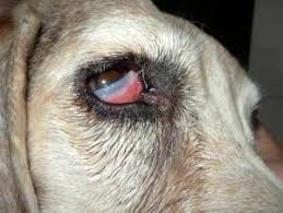 Surgical costs, however, can vary pretty widely based on your location and service provider. Cherry Eye Surgery Cost Petfinder