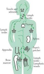 Lymphatic System Diagram For Kids Koibana Info Lymphatic Lymphatic System Lymph System