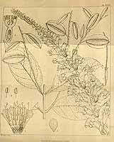 Image result for Athroisma gracile