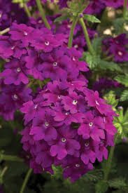 Image result for Verbena × hybrida