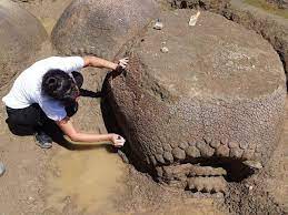 Ancient Armadillo The Size Of A Car Discovered By Farmer In Argentina Armadillo Fossils Ancient