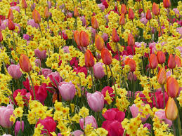 Narzissen Und Tulpen Mutige Gartner Vor Eine Wahnsinnskombi Im Keukenhof In Holland Narzissen Pflanzen Blumenzwiebeln