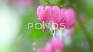 Striving for the right answers? Dicentra Pink Heart Shaped Flowers Ble Stock Video Pond5