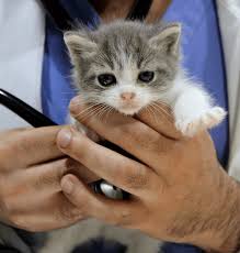 Heagy is an experienced diagnostician and is clearly compassionate when working with pets and their owners. Cottage Pet Hospital Compassionate Veterinarian Services Orange County