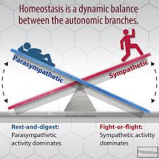 Image result for sympathetic vs parasympathetic