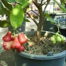 Makan di pokok jambu air memang sedap jangn lupa subscribe ya kawan2❤. Pokok Jambu Madu Hybrid Shopee Malaysia