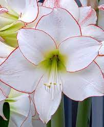 Jumbo Amaryllis Picotee Amaryllis Bulbs Amaryllis Flowers Lilly Flower