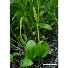 Image result for Ophioglossum thomasii