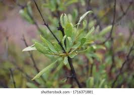 Image result for Pavetta zeyheri