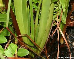 Image result for Xyris parvula