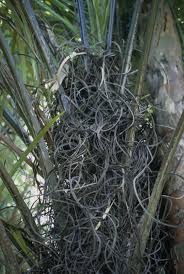 Image result for Raphia ruwenzorica