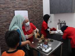 Setelah memberikan vaksin kucing yang direkomendasikan di atas, anda dapat berkonsultasi dengan dokter hewan kembali mengenai jadwal pemberian booster atau imunisasi. Jaga Kesihatan Kebersihan Kucing
