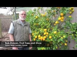 Lemon tree hotels ltd., incorporated in the year 1992, is a mid cap company (having a market cap of rs 3,315.55 crore) operating in tourism & hospitality sector. The Lemon Tree Canada Free Download Clips Mp3 And Mp4 Wicked Hours