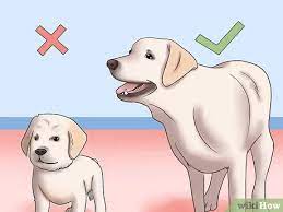 How To Know If Your Male Dog Is Ready To Breed 9 Steps