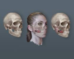 Medical Illustration Senior Showcase