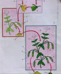 Make a fun coloring book out of family photos wi. 7 4 8th Grade Coloring Sheet Mendelian Genetics Hc Olympians