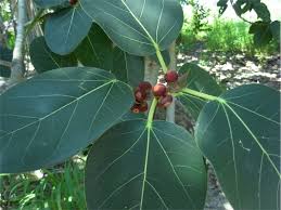 Image result for Ficus virens