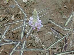 Image result for Uraria picta