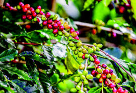 Can you grow blueberries in high ph soil? Coping With Coffee Leaf Rust Epa Considers Exemption For Fungicide West Hawaii Today