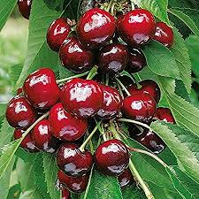 Maybe you would like to learn more about one of these? Dwarf Black Cherry Tree 15 Seeds Cherry Fruit Bearing Tree Prunus Serotina Amazon In Garden Outdoors