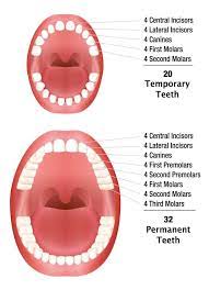 Sugestiile date de utilizatorii tpu au doar o valoare orientativă şi în nici un caz nu exclud consultul profesional medical. Denumirea Dintilor Umani Numerotare Tipuri La Copii Si Adulti Foto Ciso Medical