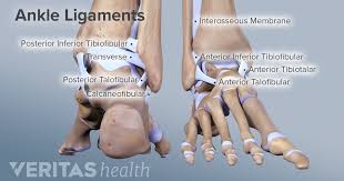 Bones of the foot between ankle and toes. Ankle Anatomy Muscles And Ligaments
