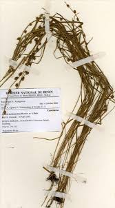 Image result for Scleria melanotricha