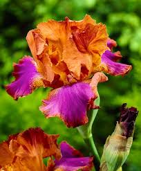Iris Des Jardins Battle Star Plantes Fleurs Asiatiques Planter Des Fleurs Jardins